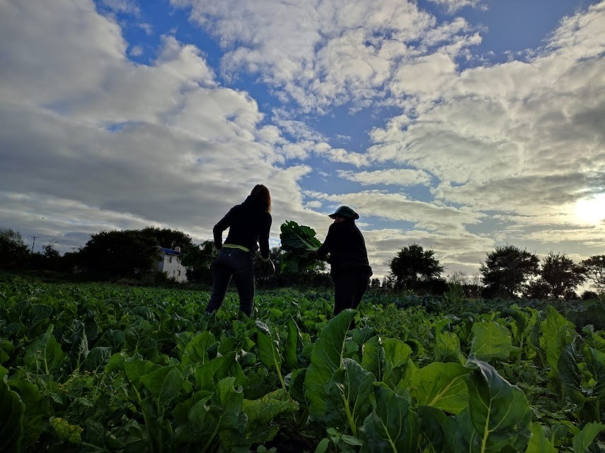 Quiénes Somos Che Verde